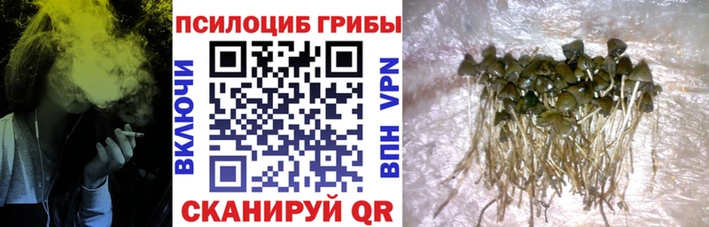 где продают   Дальнереченск  Псилоцибиновые грибы мицелий 