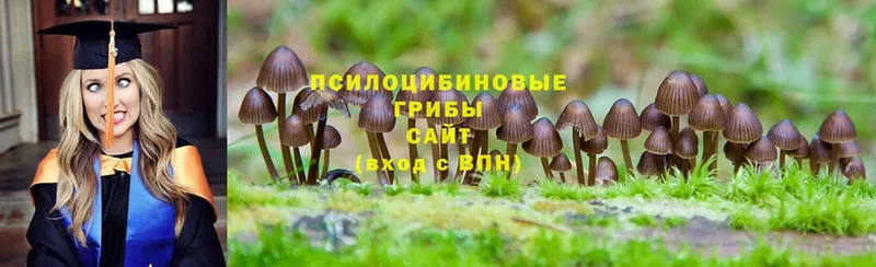 Псилоцибиновые грибы Cubensis  где купить   Дальнереченск 