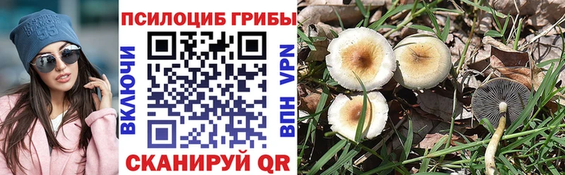 Псилоцибиновые грибы Psilocybe Дальнереченск
